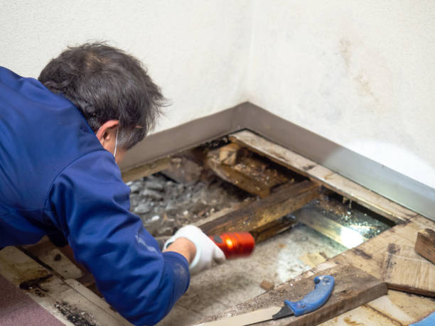 Mold Removal Process in South Pittsburg, TN