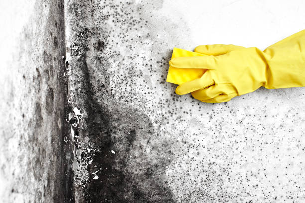 Mold Testing and Removal in South Pittsburg, TN