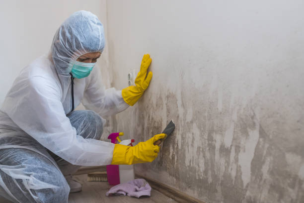 Best Mold Damage Repair  in South Pittsburg, TN