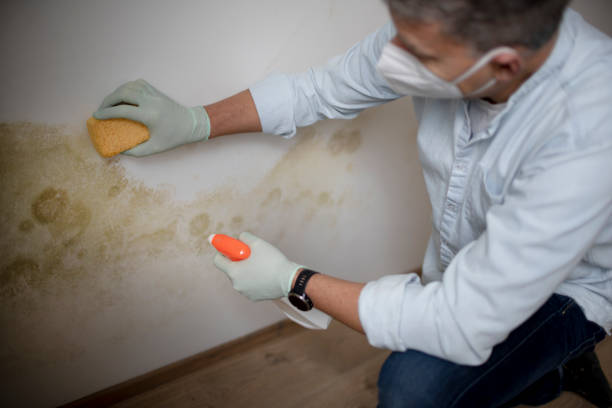 Best Crawl Space Mold Removal  in South Pittsburg, TN