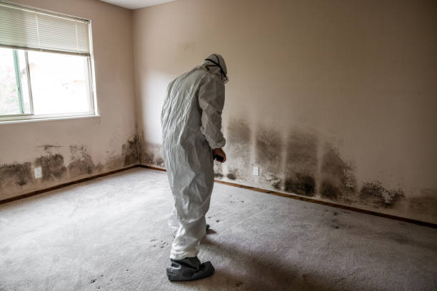 Best Mold Removal Process  in South Pittsburg, TN