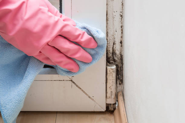 Best Black Mold Removal  in South Pittsburg, TN